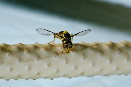 Flys macro photographの写真素材