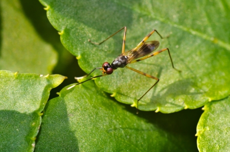 Insect macro photographの写真素材