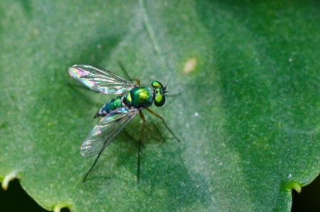 Flys macro photographの写真素材