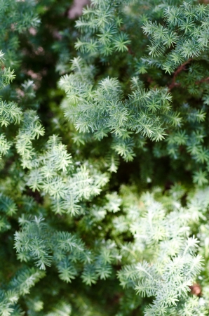 Green leaf texureの写真素材