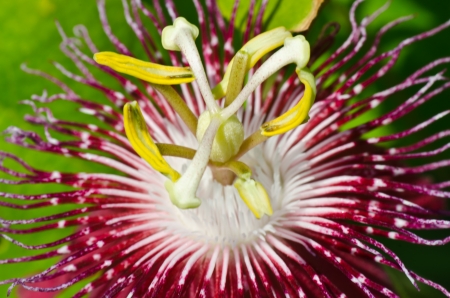 Red passion flower close upの写真素材