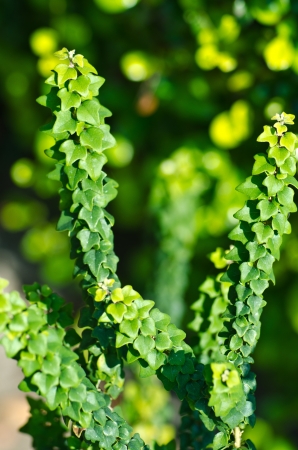 Desert Plant close upの写真素材