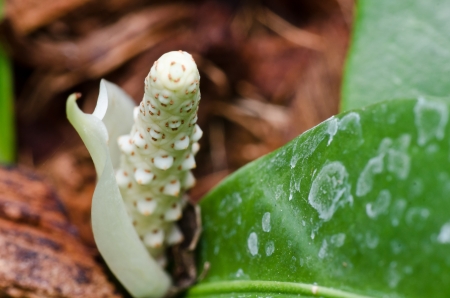 A white anthurium buddingの写真素材