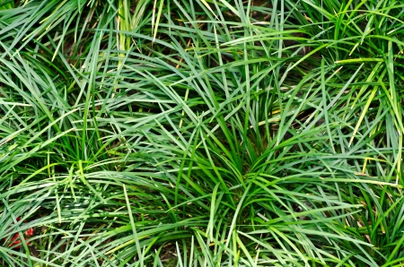 Desert Plant close upの写真素材