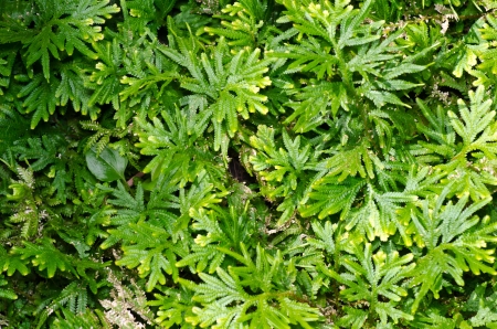 Desert Plant close upの写真素材