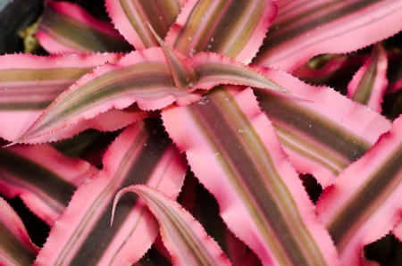 Sansevieria trifasciataの写真素材