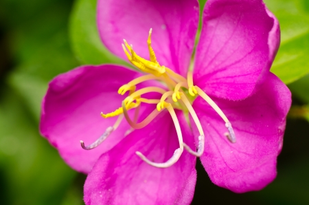 Capparidaceae flower close upの写真素材