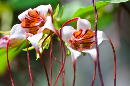 White tropical flowers  Strophanthus gratus  Wall  ex Hook  Baill  in science name の写真素材