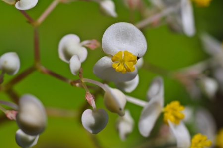 White tropical flowers  Strophanthus gratus  Wall  ex Hook  Baill  in science name の写真素材