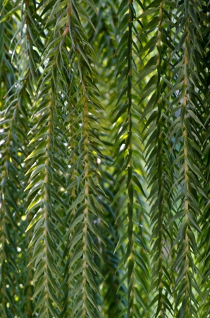 Desert Plant close upの写真素材