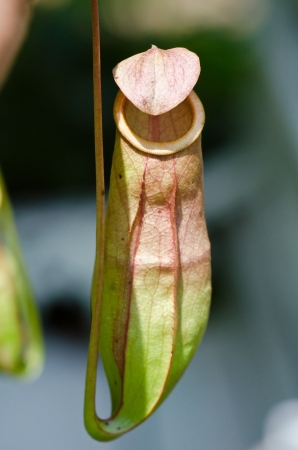 Tropical pitcher plantsの写真素材