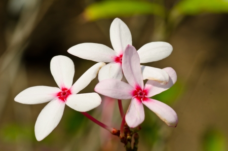 Pink kopsiaの写真素材