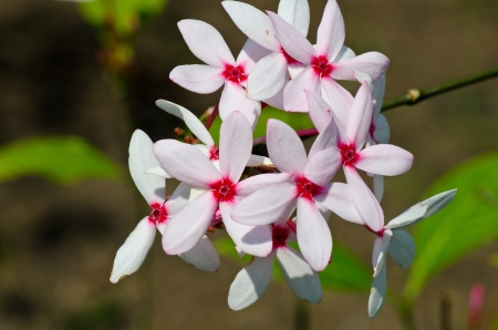 Pink kopsiaの写真素材