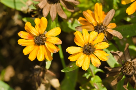 The yellow flowers close upの写真素材