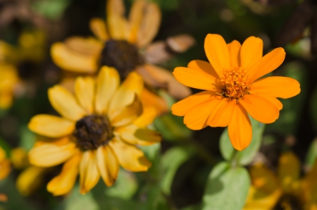 The yellow flowers close upの写真素材