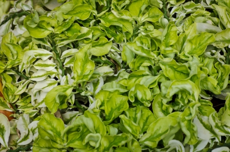 Desert Plant close upの写真素材