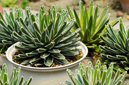 Desert Plant close upの写真素材