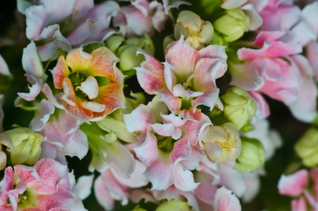 Desert rose close upの写真素材