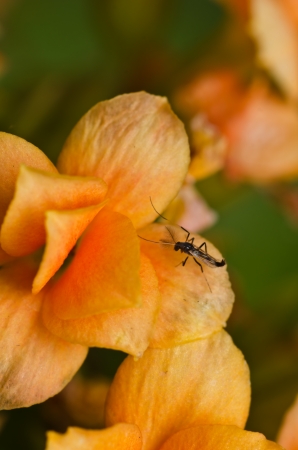 Desert rose close upの写真素材