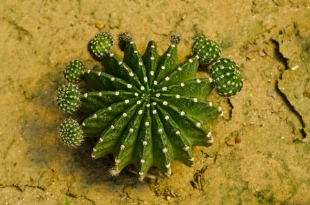 Desert Plant close upの写真素材
