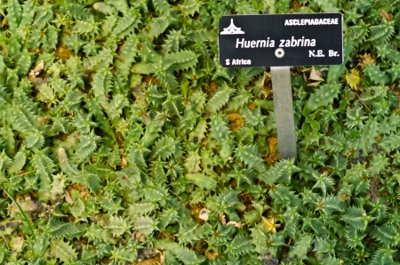 Desert Plant close upの写真素材