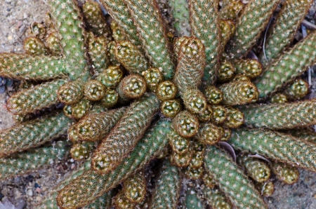 Desert Plant close upの写真素材