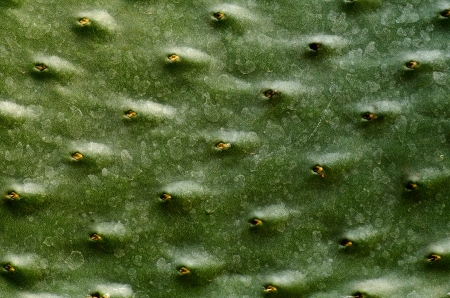 Desert Plant close upの写真素材