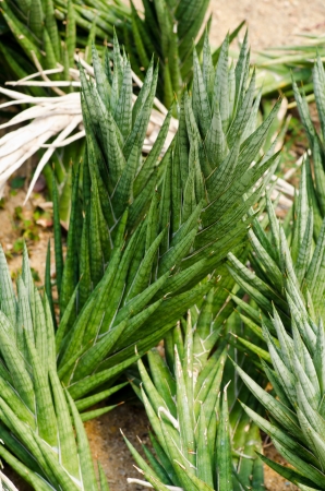 Desert Plant close upの写真素材