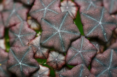 Desert Plant close upの写真素材