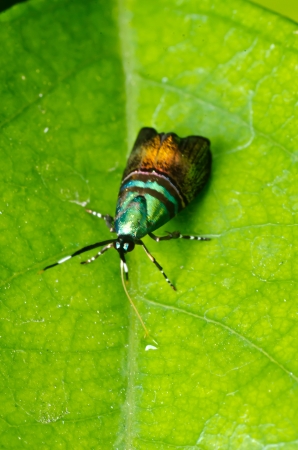 Insect macro photographの写真素材