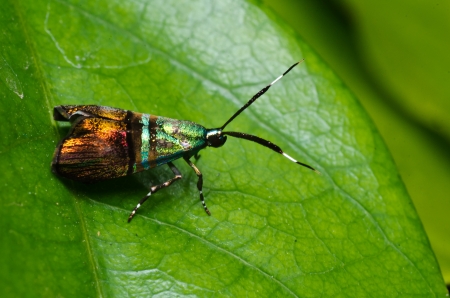 Insect macro photographの写真素材