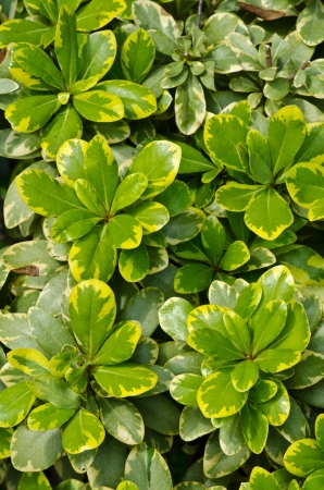 Green leaf texureの写真素材