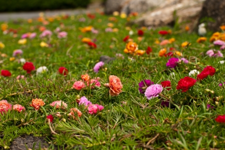 The Common Purslane, Verdolaga, Pigweed, Little Hogweed flowers in a fieldの写真素材