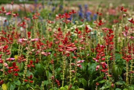 Many small flowers in the fieldの写真素材