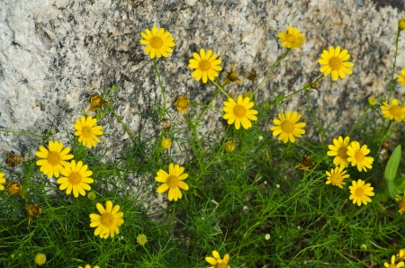 Spring flower in the garden in front of stoneの写真素材