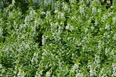 Many small white flowers in the fieldの写真素材