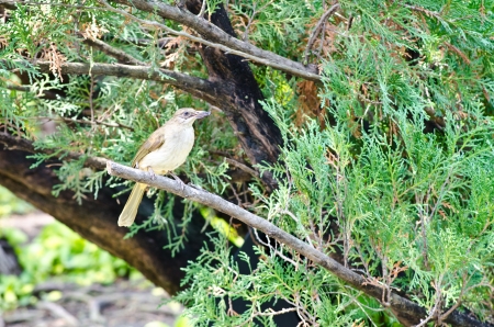 Song Thrush Catch Insectの写真素材