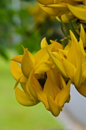 Bastard Teak Flower bloom in Chiangmai, Thailand の写真素材