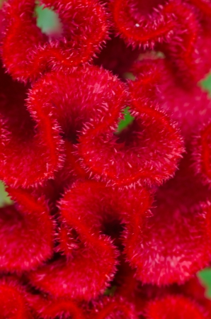 plumed cockscomb flower, closeupの写真素材