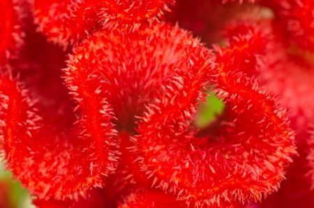 plumed cockscomb flower, closeupの写真素材
