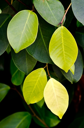 Green leafs texureの写真素材