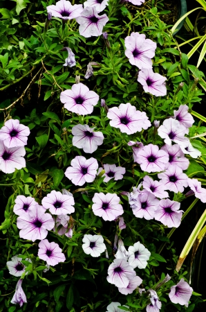 Pink morning Glory Flowersの写真素材