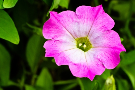 Pink morning Glory Flowersの写真素材