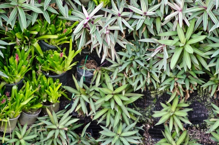 Green leafs texureの写真素材