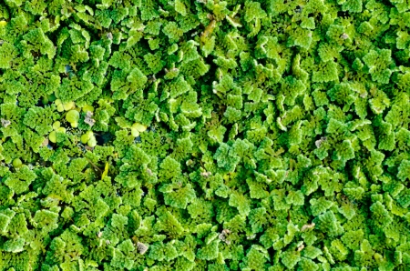 Pistia  Water cabbage  textureの写真素材