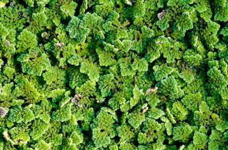 Pistia  Water cabbage  textureの写真素材