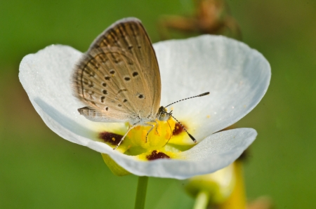 Common Blue Butterfly  Polyommatus icarus  on white flower marsh pennywort or dollarweed flowerの写真素材