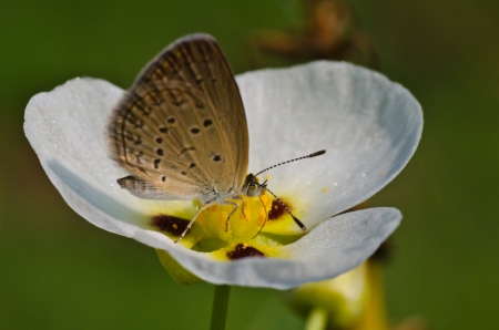 Common Blue Butterfly  Polyommatus icarus  on white flower marsh pennywort or dollarweed flowerの写真素材