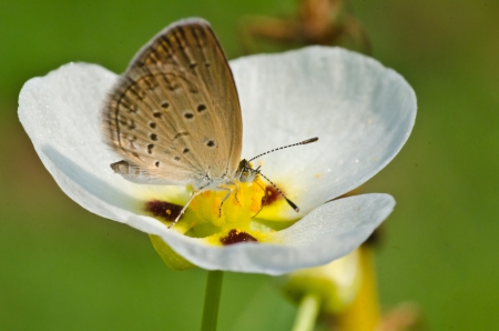 Common Blue Butterfly  Polyommatus icarus  on white flower marsh pennywort or dollarweed flowerの写真素材