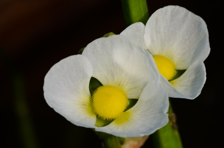 Small white flower marsh pennywort or dollarweed flowersの写真素材